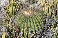pa_1247_echinocactus_platyacanthus.jpg