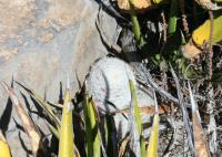 pa_1248_mammillaria_candida.jpg