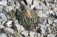 pa_1249_echinofossulocactus_erectocentrus.jpg