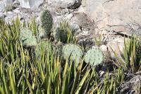 pa_1250_opuntia_sp..jpg