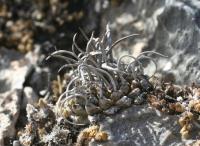 pa_1251_turbinicarpus_sp..jpg