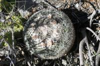 pa_1252_mammillaria_formosa.jpg