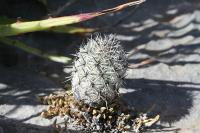 pa_1253_neolloydia_conoidea.jpg