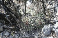 pa_1254_thelocactus_multicephalus.jpg