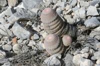 pa_1255_echinocereus_pectinatus.jpg