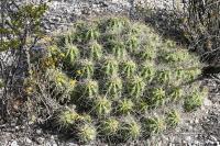 pa_1256_echinocereus_enneacanthus.jpg
