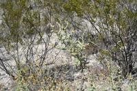 pa_1257_cylindropuntia_kleiniae.jpg