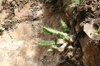 pa_1258_echinocereus_pentalophus.jpg