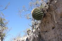 pa_125_echinocactus_platyacanthus.jpg