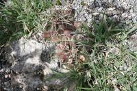 pa_1260_thelocactus_bueckii.jpg