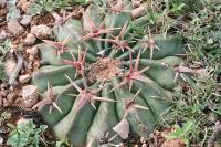 pa_1261_homalocephala_texensis.jpg