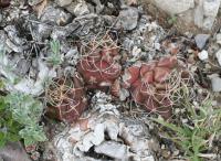 pa_1262_thelocactus_bueckii.jpg
