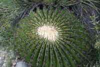 pa_1263_echinocactus_platyacanthus.jpg