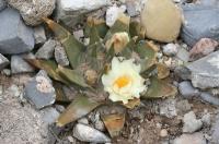 pa_1264_ariocarpus_confusus.jpg