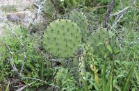 pa_1265_opuntia_sp..jpg