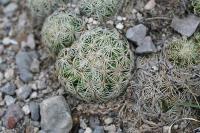 pa_1266_coryphantha_palmeri.jpg