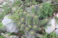 pa_1267_echinocereus_parkeri.jpg
