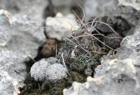 pa_1268_turbinicarpus_schmiedickeanus_var._dickisoniae.jpg