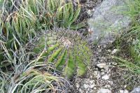 pa_1269_echinocactus_platyacanthus.jpg