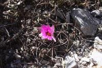 pa_126_thelocactus_bueckii.jpg