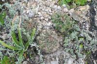 pa_1270_thelocactus_bueckii.jpg