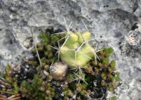 pa_1271_echinocereus_pentalophus.jpg
