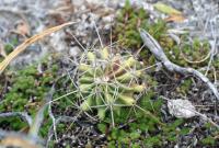 pa_1272_ferocactus_echidne_var._victoriensis.jpg