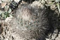 pa_1273_gymnocactus_zaragozae.jpg