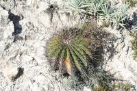 pa_1274_echinocactus_platyacanthus.jpg