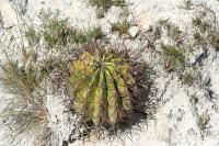 pa_1276_ferocactus_steinesii.jpg