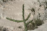 pa_1277_cylindropuntia_kleiniae.jpg