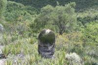 pa_1278_echinocactus_platyacanthus.jpg