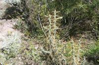 pa_1279_cylindroopuntia_kleiniae.jpg