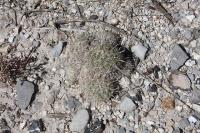 pa_127_coryphantha_palmeri.jpg