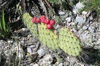 pa_1281_opuntia_stenopetala.jpg