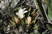 pa_1283_ariocarpus_confusus_bily.jpg