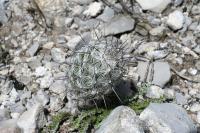 pa_1284_neolloydia_conoidea.jpg