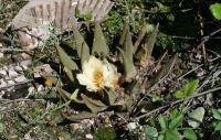 pa_1285_ariocarpus_confusus.jpg