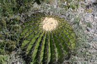 pa_1286_echinocactus_platyacanthus.jpg