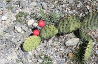 pa_1287_opuntia_stenopetala.jpg