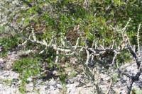 pa_1288_cylindropuntia_kleiniae.jpg