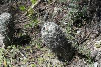 pa_1289_neolloydia_conoidea.jpg