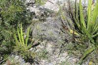 pa_1290_echinocereus_parkeri.jpg