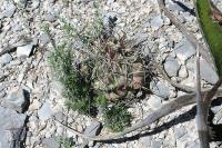 pa_1291_thelocactus_bueckii.jpg