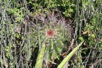 pa_1292_ferocactus_steinesii.jpg