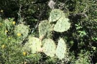 pa_1294_opuntia_sp..jpg