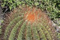 pa_1295_ferocactus_steinesii.jpg
