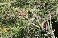 pa_1296_cylindropuntia_leptocaulis.jpg