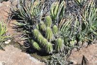 pa_1297_echinocereus_parkeri.jpg