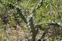 pa_1298_cylindropuntia_imbricata.jpg